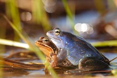 Moorfrosch - Zum Vergroessern klicken!