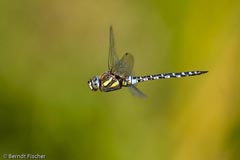 Herbstmosaikjungfer - Zum Vergroessern klicken!