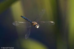 Herbstmosaikjungfer  - Zum Vergroessern klicken!