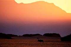 Namib Naukluft - Zum Vergroessern klicken!