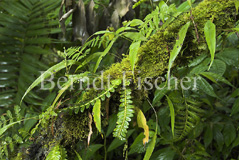 Moos Nebelwald Regenwald Sulawesi - Zum Vergroessern klicken!