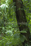 Nebelwald Regenwald  - Zum Vergroessern klicken!