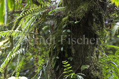 Nebelwald Regenwald  - Zum Vergroessern klicken!