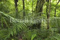 Nebelwald Regenwald - Zum Vergroessern klicken!