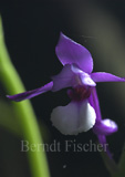 Orchidee Calantha sp. - Zum Vergroessern klicken!