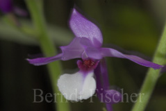 Orchidee Calantha sp.  - Zum Vergroessern klicken!