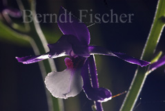Orchidee Calantha sp.  - Zum Vergroessern klicken!