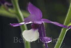 Orchidee Calantha sp.  - Zum Vergroessern klicken!