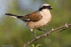 Neuntter  - Zum Vergroessern klicken!