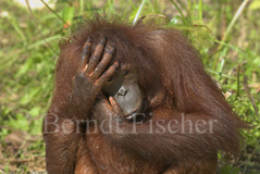 Orang Utan - Zum Vergroessern klicken!