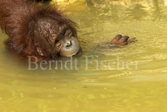 Orang Utan  - Zum Vergroessern klicken!