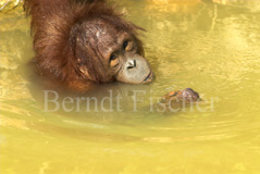 Orang Utan  - Zum Vergroessern klicken!