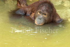 Orang Utan  - Zum Vergroessern klicken!