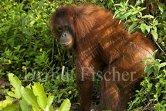 Orang Utan  - Zum Vergroessern klicken!