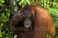 Orang Utan Boden  - Zum Vergroessern klicken!