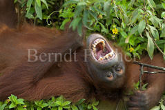 Orang Utan - Zum Vergroessern klicken!