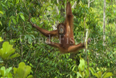 Orang Utan  - Zum Vergroessern klicken!