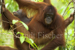 Orang Utan Affen Primaten  - Zum Vergroessern klicken!