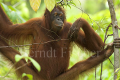 Orang Utan Affen Primaten  - Zum Vergroessern klicken!
