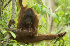 Orang Utan Affen Primaten  - Zum Vergroessern klicken!