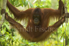 Orang Utan Affen Primaten  - Zum Vergroessern klicken!