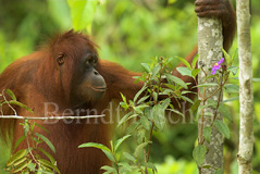 Orang Utan Affen Primaten  - Zum Vergroessern klicken!