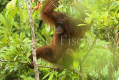 Orang Utan Affen Primaten  - Zum Vergroessern klicken!