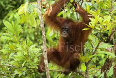 Orang Utan Affen Primaten  - Zum Vergroessern klicken!