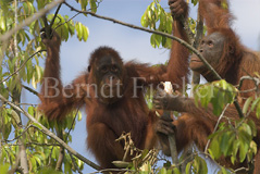 Orang Utan  - Zum Vergroessern klicken!