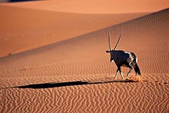Oryxantilope Spie�bock - Zum Vergroessern klicken!
