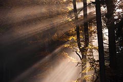 Bayerischer Wald - Zum Vergroessern klicken!