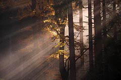 Bayerischer Wald - Zum Vergroessern klicken!
