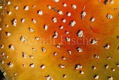 Fliegenpilz - Zum Vergroessern klicken!