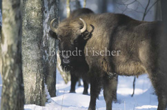 Wisent Schnee Urwald Bialowiecza - Zum Vergroessern klicken!