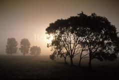 Wiesen Baum Bume Nebel Biebrza - Zum Vergroessern klicken!