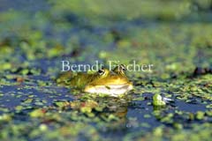 Seefrosch Schwebfliege Wasserlinsen Tmpel Biebrza - Zum Vergroessern klicken!