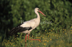 Weistorch schreitend Wiese Hahnenfu Biebrza - Zum Vergroessern klicken!