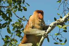 Nasenaffe m�nnlich  - Zum Vergroessern klicken!