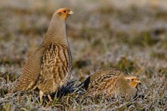 Rebhuhn - Zum Vergroessern klicken!