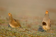 Rebhuhn  - Zum Vergroessern klicken!