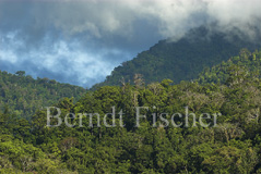 Tangkoko Dua Sudara Regenwald - Zum Vergroessern klicken!