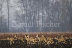 Rehe - Zum Vergroessern klicken!