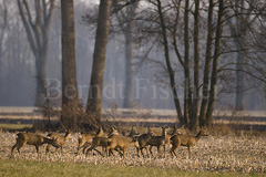Rehe - Zum Vergroessern klicken!