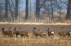 Rehe - Zum Vergroessern klicken!