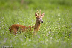 Rehbock - Zum Vergroessern klicken!