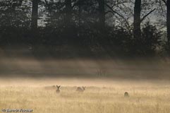 Rehe - Zum Vergroessern klicken!