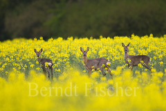 Rehe - Zum Vergroessern klicken!