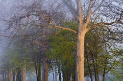 Ried - Zum Vergroessern klicken!