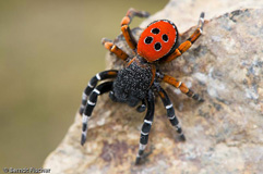 Rote Rhrenspinne - Zum Vergroessern klicken!