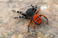 Rote Rhrenspinne  - Zum Vergroessern klicken!